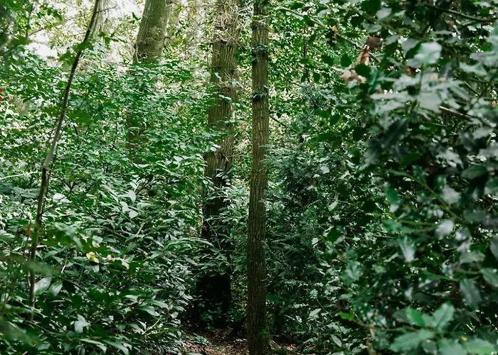 Bungalowvilla Robin Hill, Met Bostuin & Design Interieur Villa Haelen